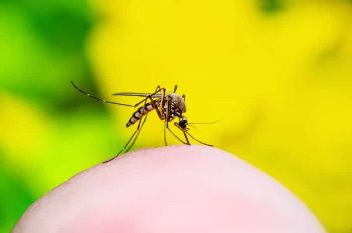 Mosquito Bites