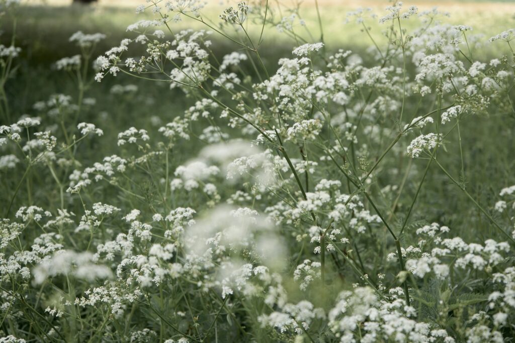 Hay Fever Symptoms and Treatment