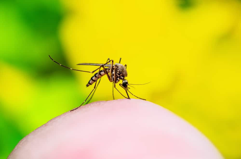 Mosquito Bites
