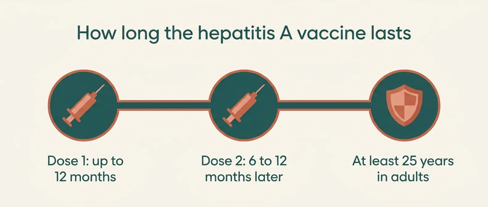 How long the hepatitis A vaccine lasts: dose 1 covers up to 12 months, and dose 2, given 6 to 12 months later, gives at least 25 years in adults.