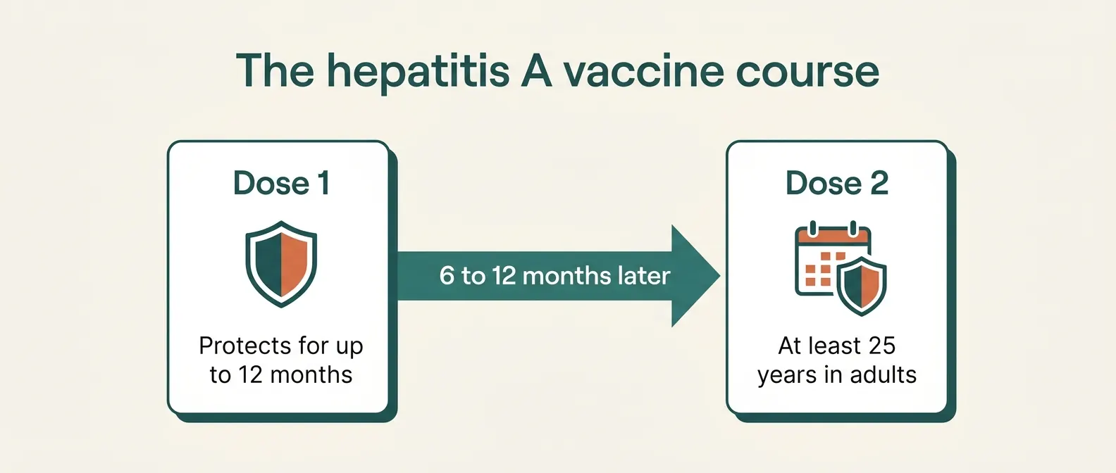The hepatitis A vaccine course: dose 1 protects for up to 12 months, and dose 2, given six to twelve months later, gives at least 25 years of protection in adults.