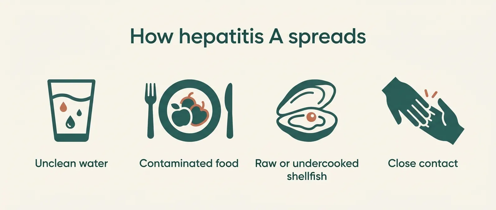 How hepatitis A spreads: unclean water, contaminated food, raw or undercooked shellfish, and close contact.