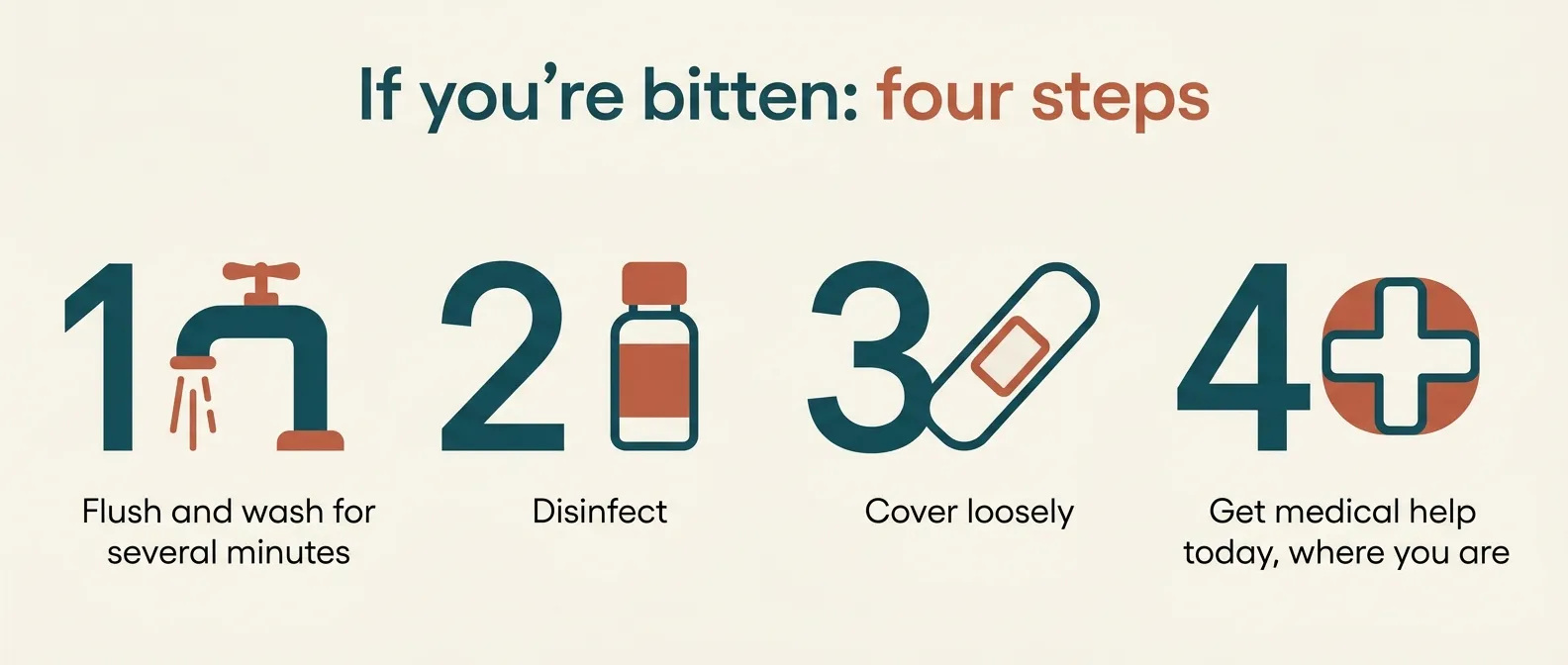 If you're bitten: four steps. 1, flush and wash for several minutes. 2, disinfect. 3, cover loosely. 4, get medical help today, where you are.