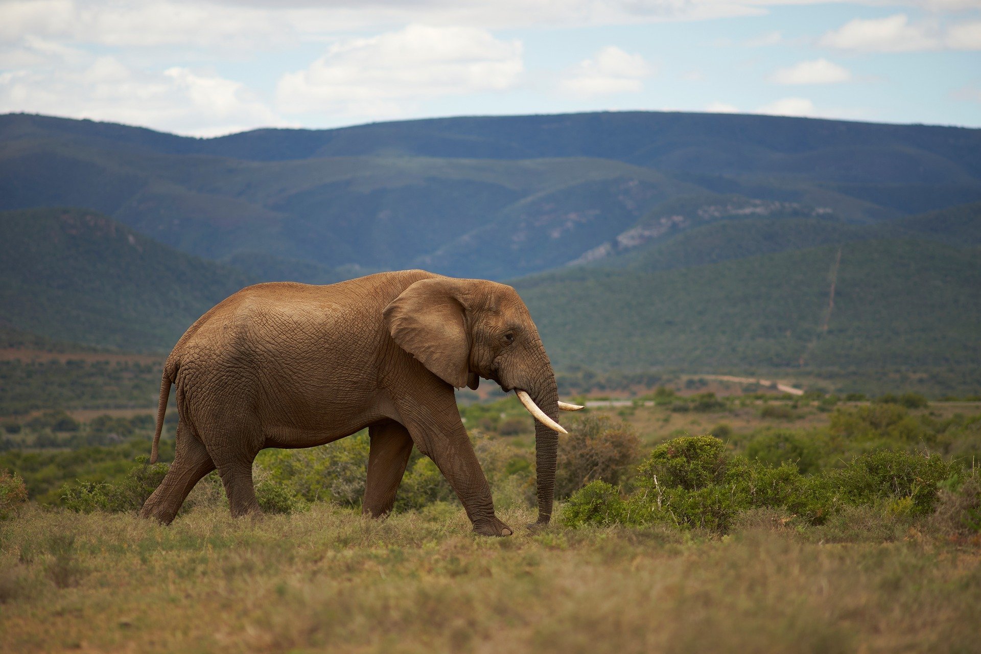 African safari travel destination landscape
